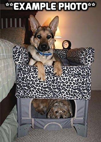 Grey Pet Bunk Bed X80915