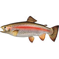 Small Rainbow Trout Fish Mount Replica Y204