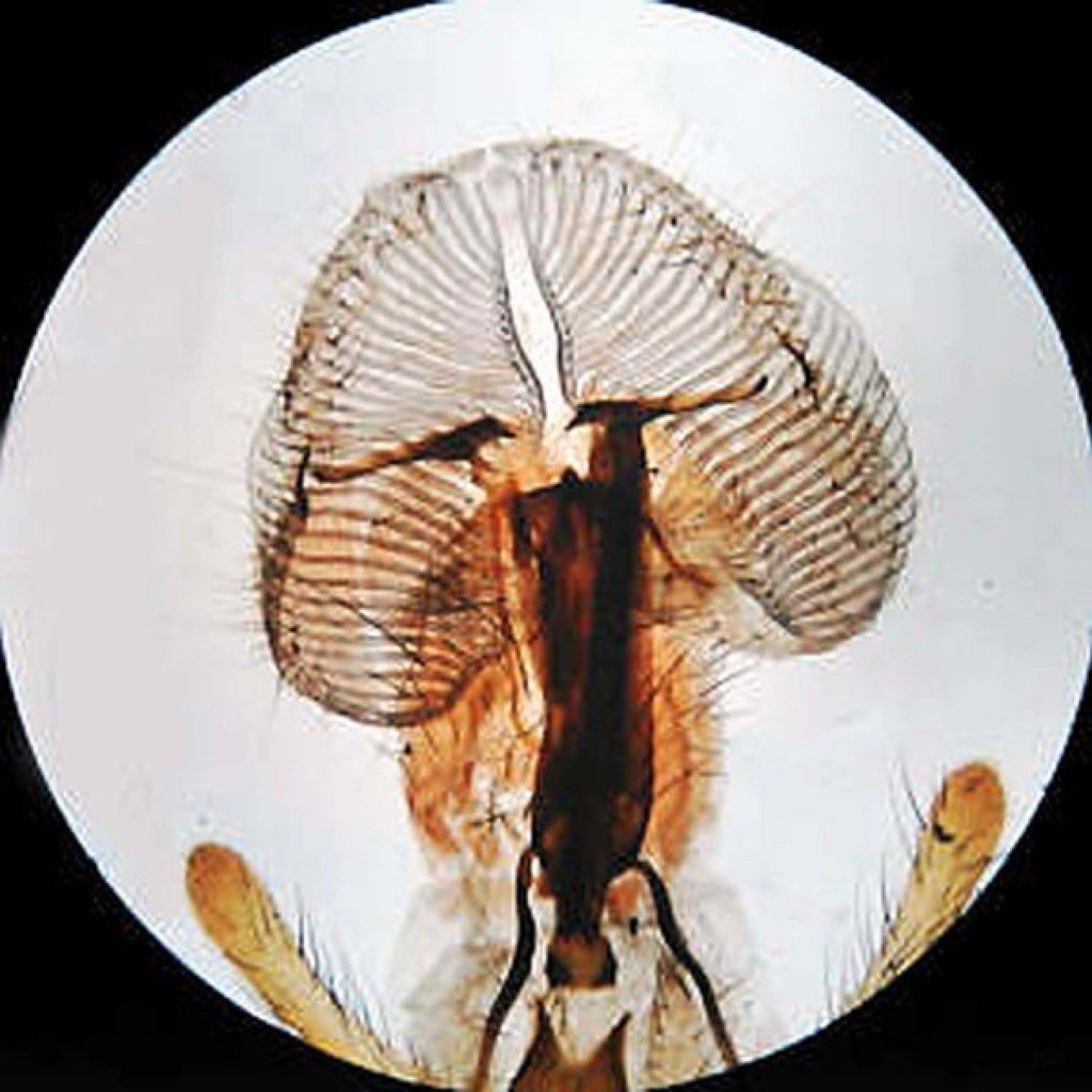 Binocular Stereo Microscope, WF10x and WF20x Eyepieces, 20X/40X/80X Magnification, LED Lighting C8638
