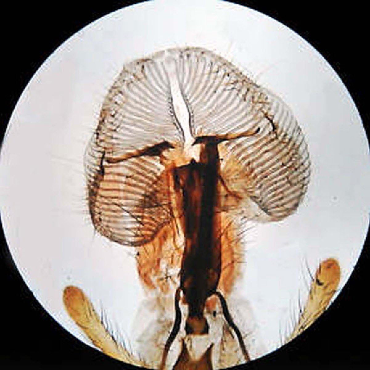Binocular Stereo Microscope, WF10x and WF20x Eyepieces, 20X/40X/80X Magnification, LED Lighting C8638